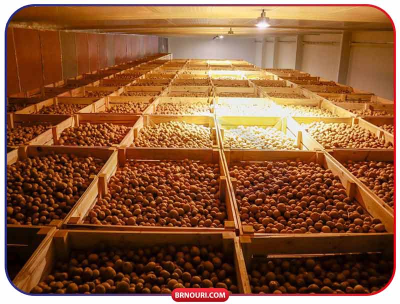 قیمت سردخانه سیب زمینی